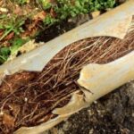 What Causes Sewer Line Blockages? Common Culprits and How to Avoid Them