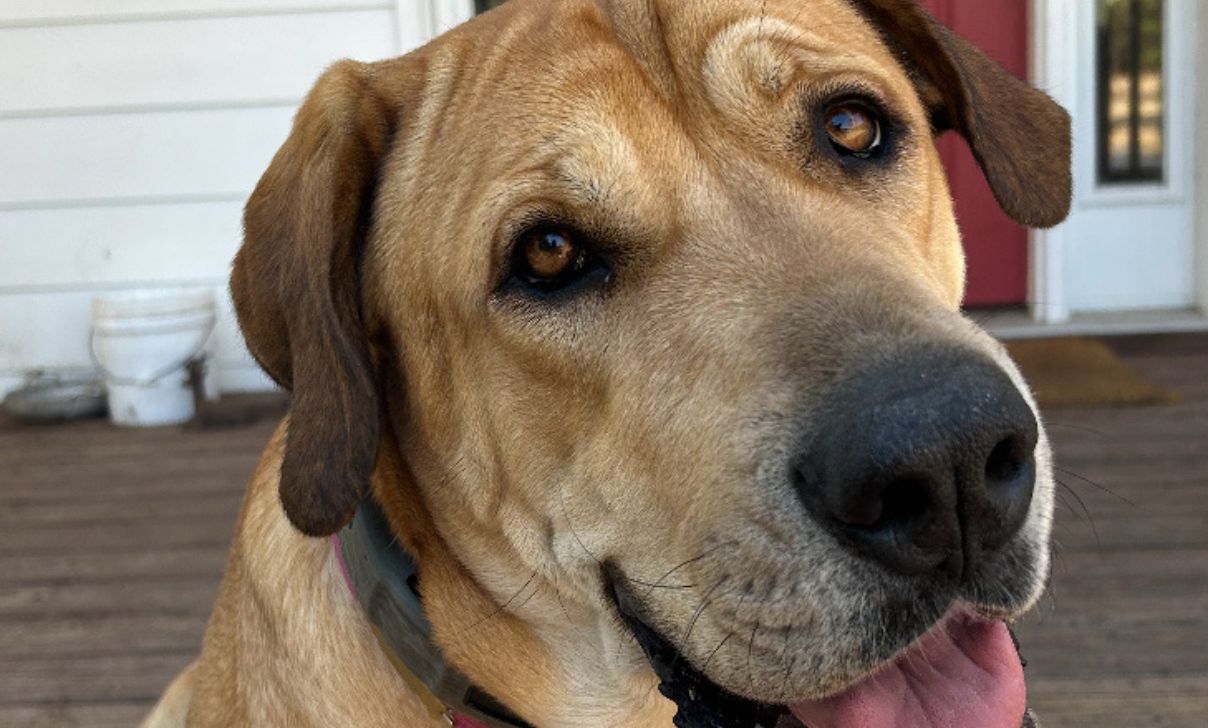Dog