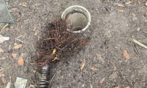 Drain Pipe With Roots