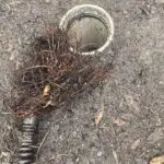 Roots in Pipe