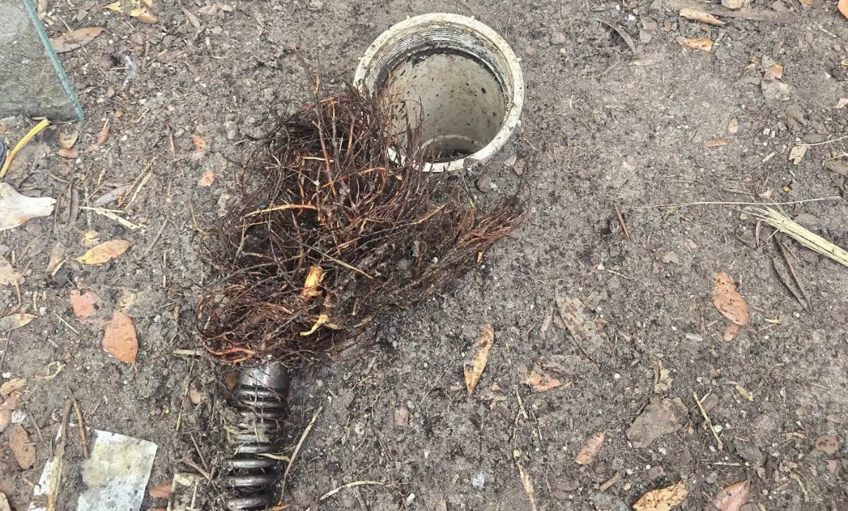 Roots in Pipe